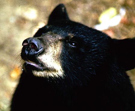 Black Bear