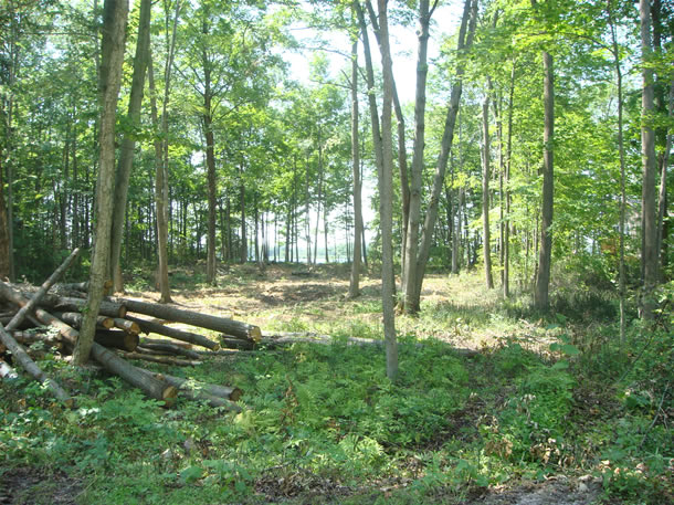 Cottage Construction Land Clearing